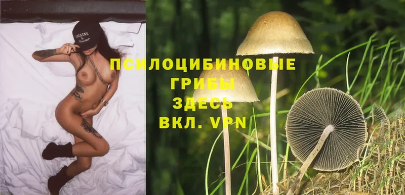 Галлюциногенные грибы GOLDEN TEACHER  omg как зайти  Красногорск 